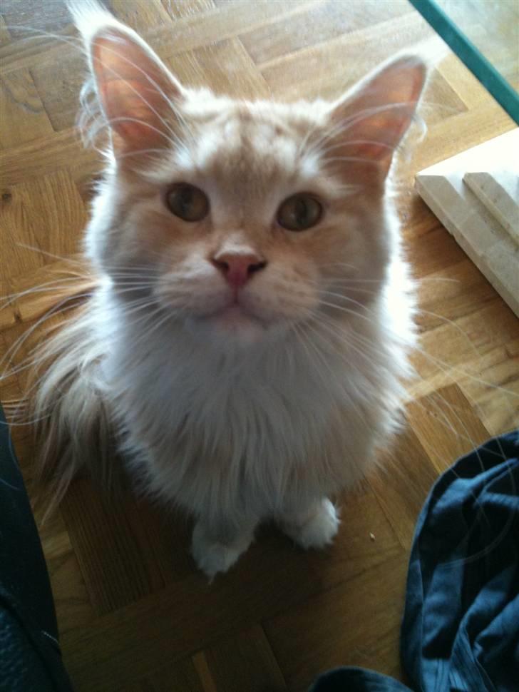 Maine Coon Mimer billede 1