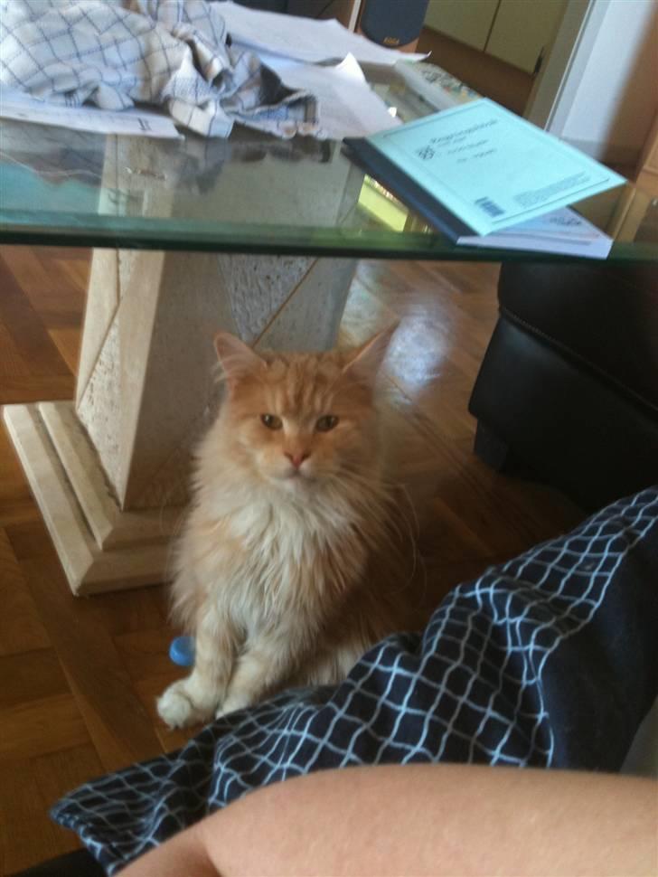 Maine Coon Mimer billede 2