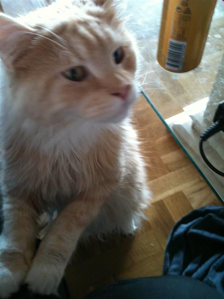 Maine Coon Mimer billede 3