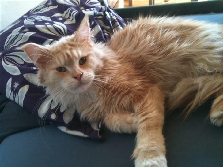 Maine Coon Mimer billede 4