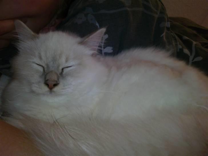 Hellig Birma DK Jytnicatz Cigurd billede 5