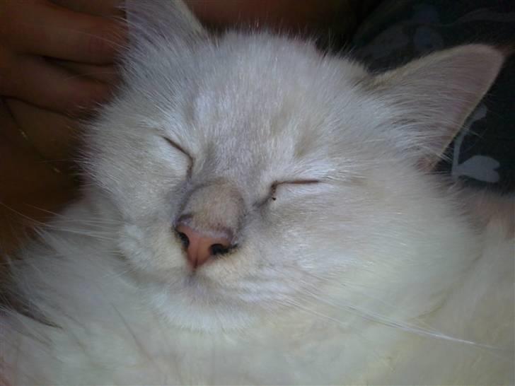 Hellig Birma DK Jytnicatz Cigurd billede 6