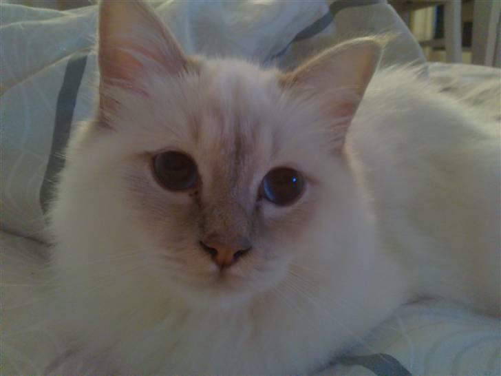 Hellig Birma DK Jytnicatz Cigurd billede 7