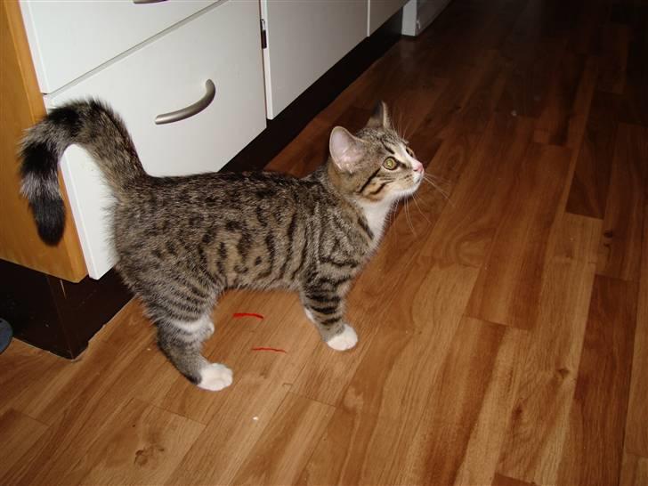 Blanding af racer Bella billede 5