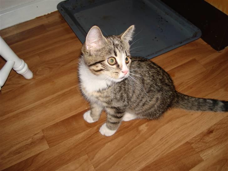 Blanding af racer Bella billede 6