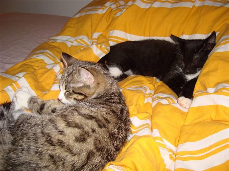 Blanding af racer Bella billede 7