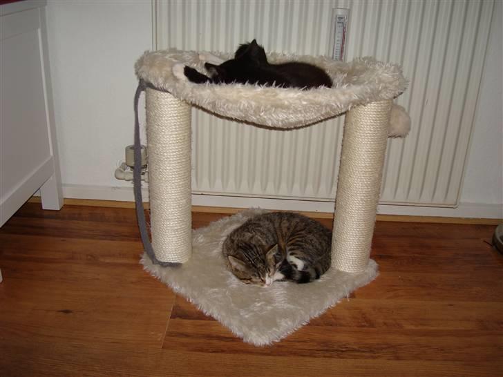 Blanding af racer Bella billede 8