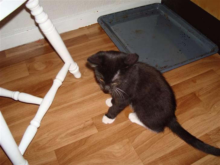 Blanding af racer Kuzco billede 7