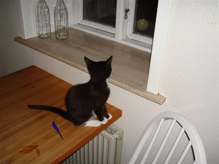 Blanding af racer Kuzco billede 8