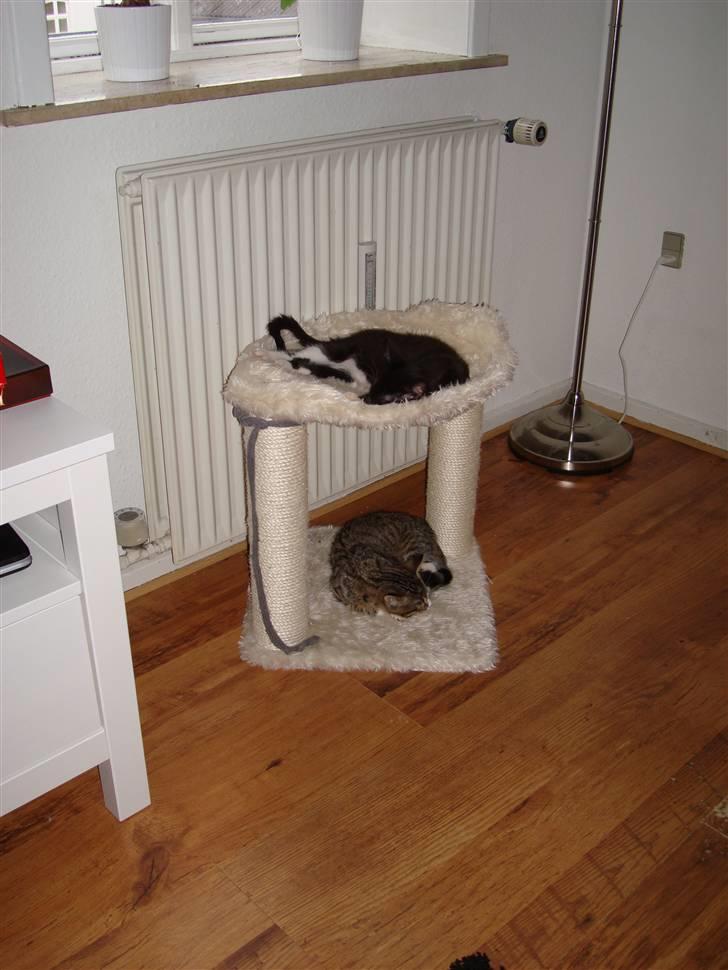 Blanding af racer Kuzco billede 10