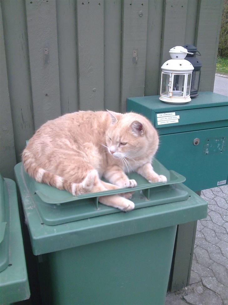 Huskat garfield RIP billede 1