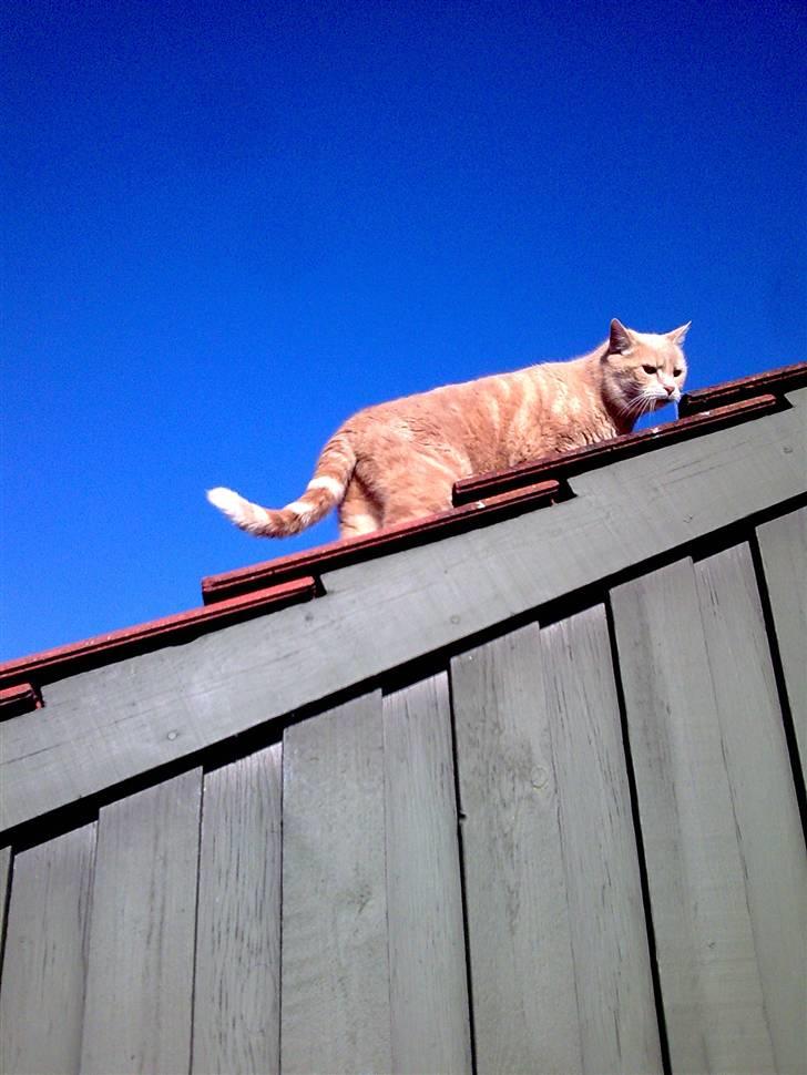 Huskat garfield RIP billede 2