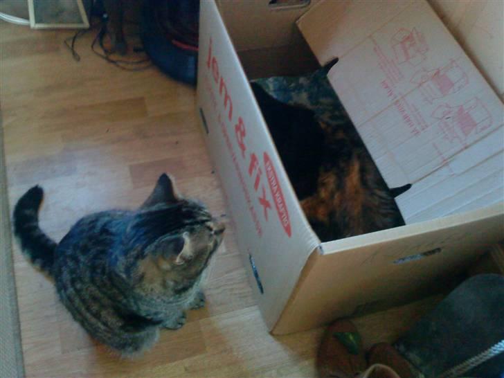 Blanding af racer Mario - Mario holder øje med missemor der føder billede 1