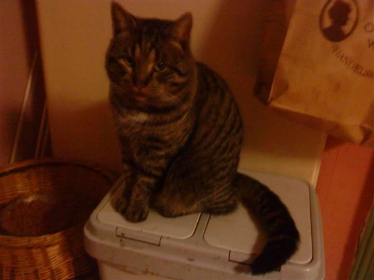 Blanding af racer Mario - her holder han på skrældespanden så den ikke vælter billede 2