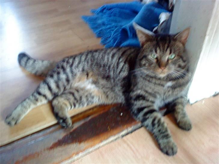 Blanding af racer Mario - er han ikke bare dejlig ?? billede 3