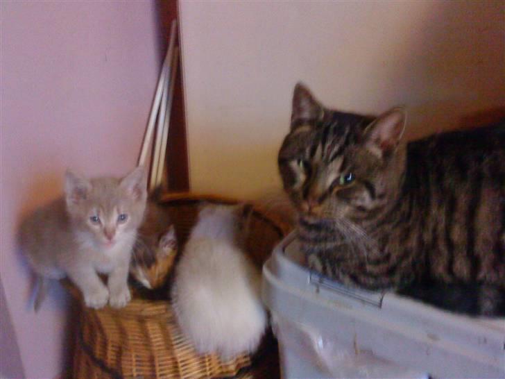 Blanding af racer Mario - passer lige på, at killingerne ikke falder ned billede 4