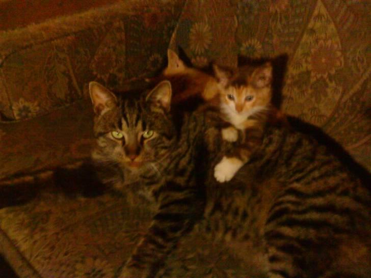 Blanding af racer Mario - passer på ungerne  billede 5