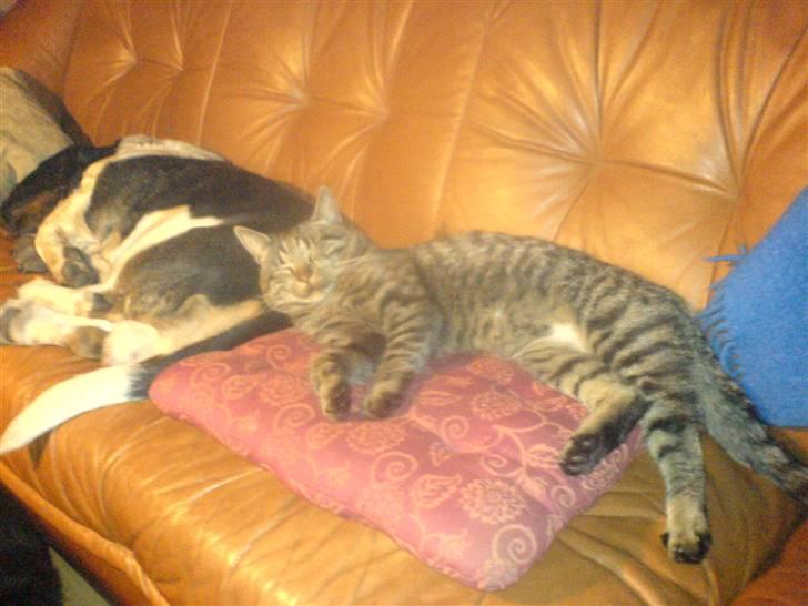 Blanding af racer Mario - bruger lige Mondrad´s rumpe som hovedpude ;-) !! billede 6