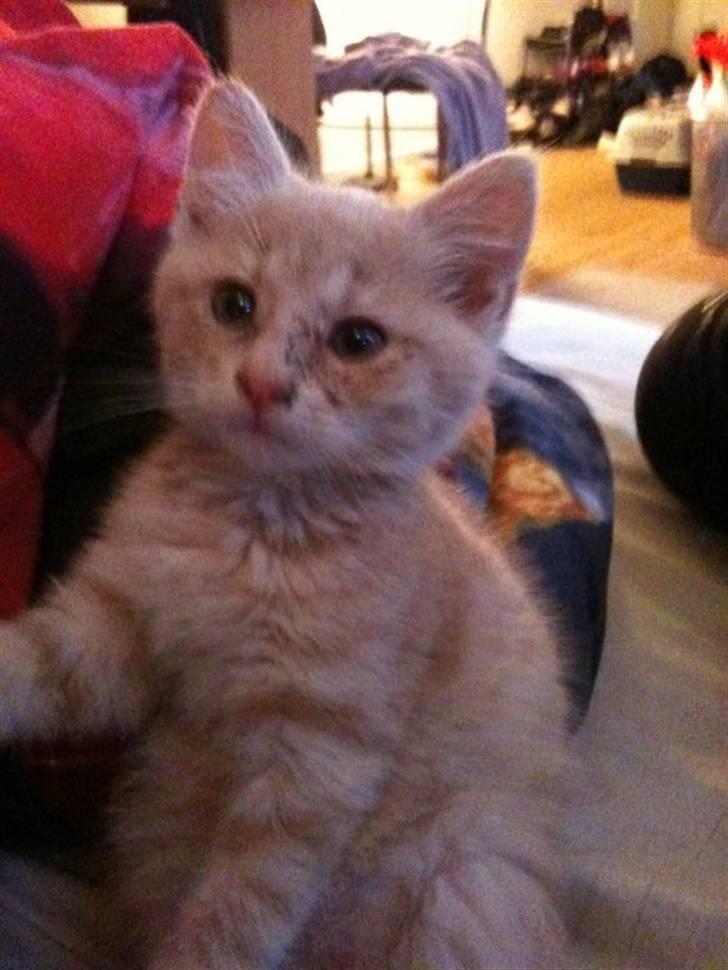 Huskat Franz R.I.P. - Franz billede 1