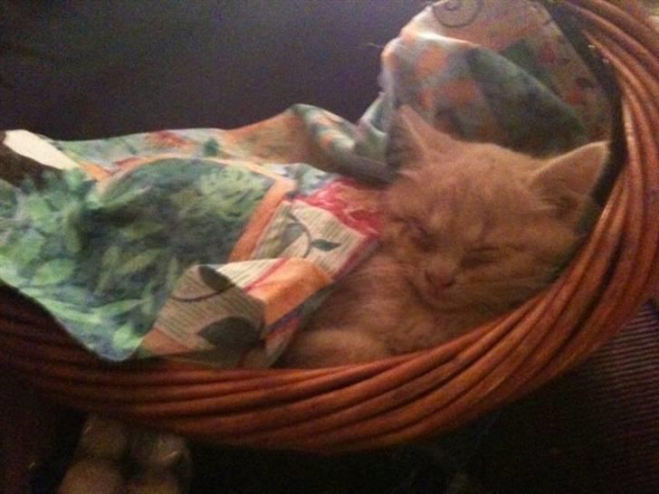 Huskat Franz R.I.P. - Franz´ første nat som huskat :) billede 2