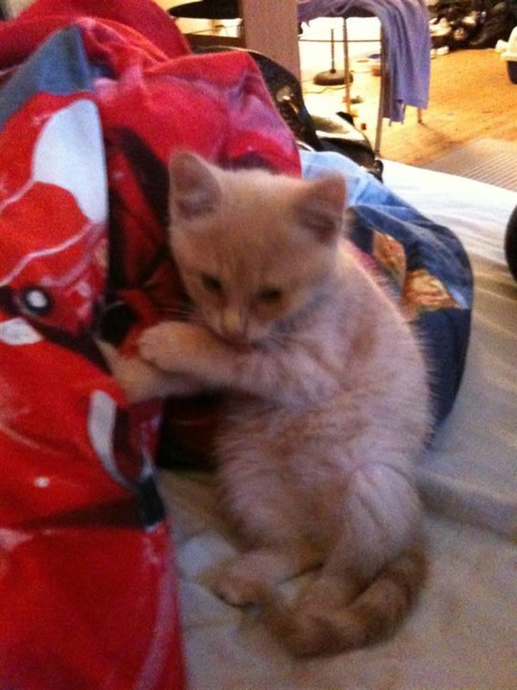 Huskat Franz R.I.P. billede 3