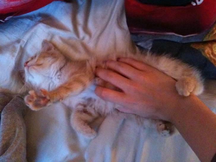 Huskat Franz R.I.P. billede 4