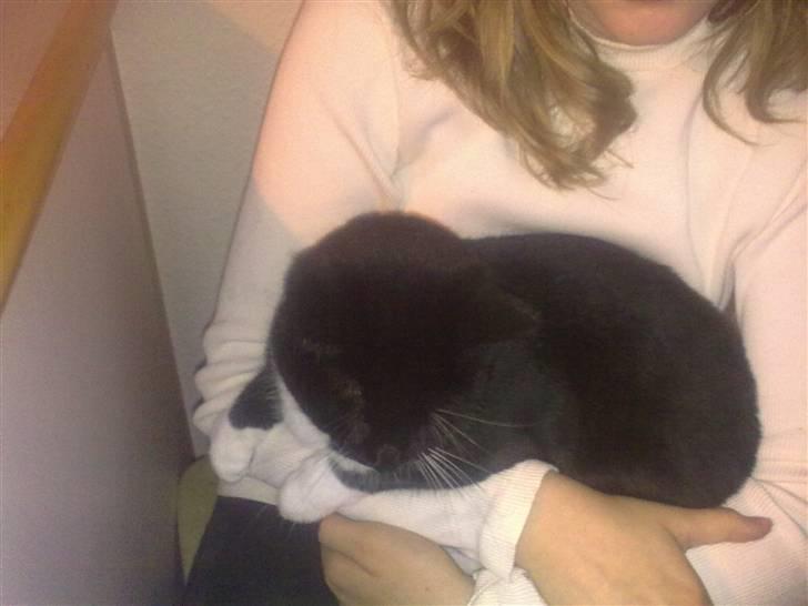 Blanding af racer Missi :D <3 billede 3