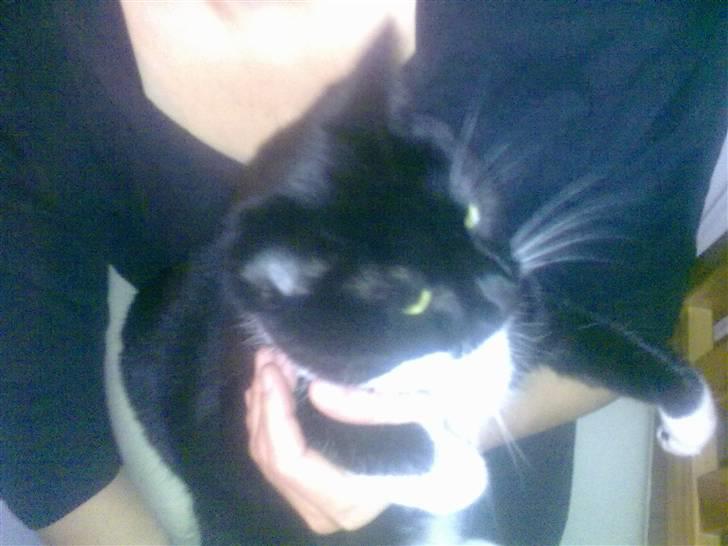 Blanding af racer Missi :D <3 billede 5