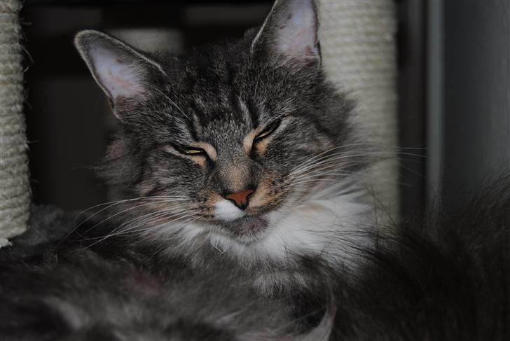 Norsk Skovkat *Cayica's Cholena Adsila billede 1