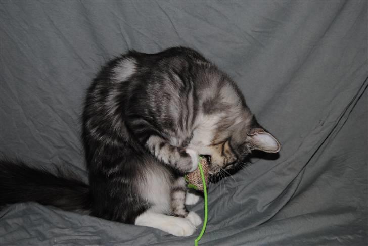 Norsk Skovkat *Cayica's Cholena Adsila - Hun elsker at lege:D billede 2