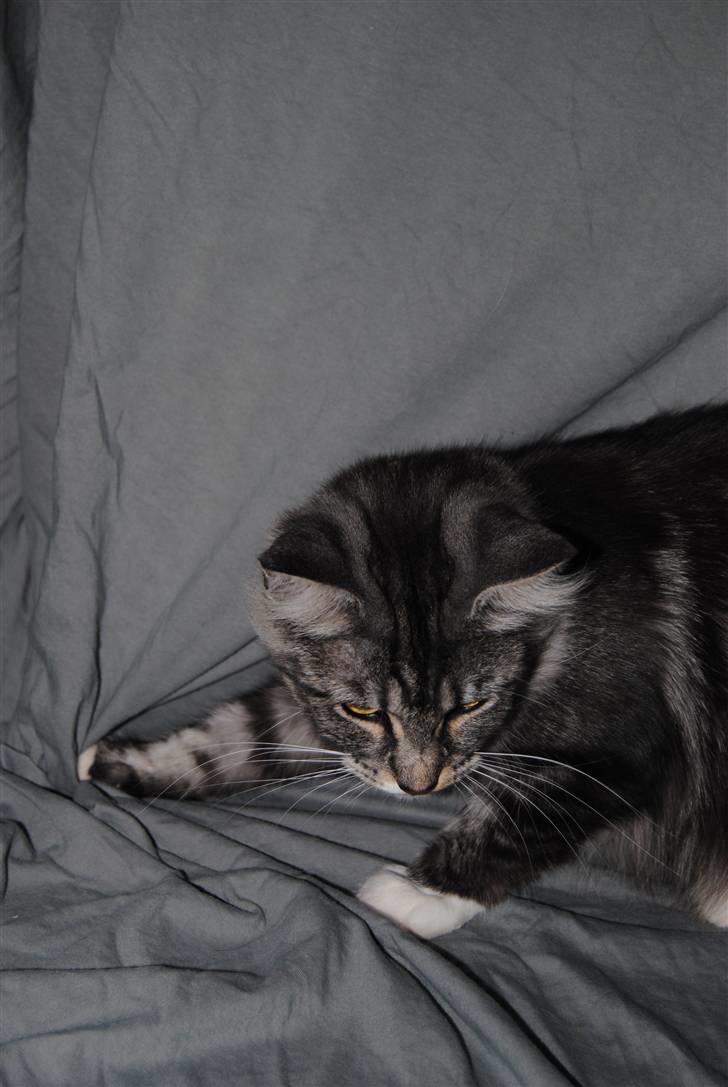 Norsk Skovkat *Cayica's Cholena Adsila billede 3