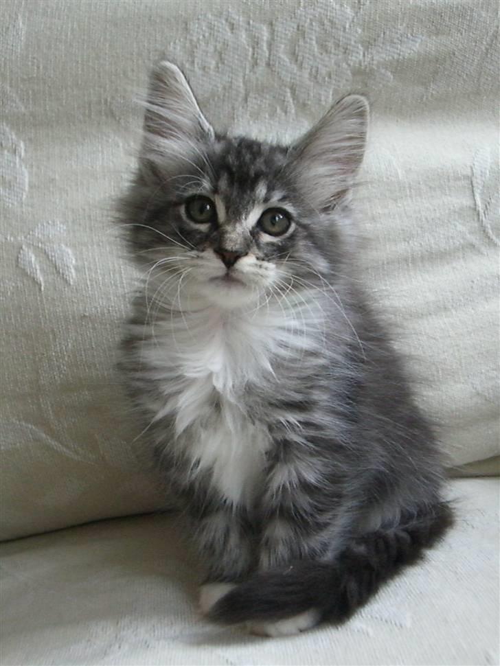 Norsk Skovkat *Cayica's Cholena Adsila - Her er hun 9 uger gammel(: billede 4