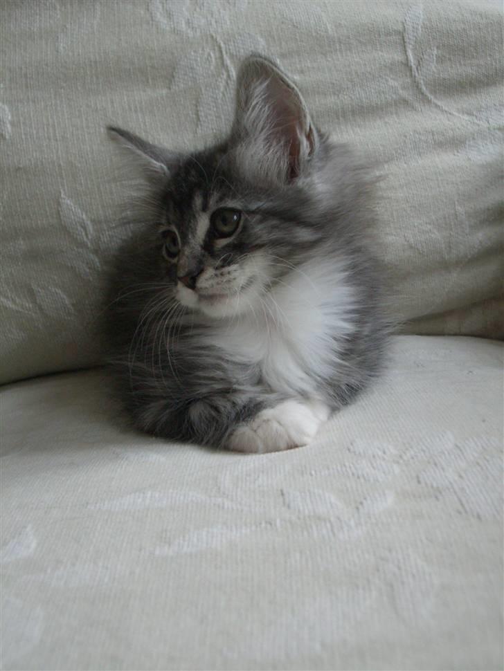 Norsk Skovkat *Cayica's Cholena Adsila - her er hun os 9 uger gammel.. billede 5