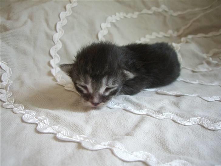 Norsk Skovkat *Cayica's Cholena Adsila - nurrh, her er hun kun 1 uge gammel.. billede 6
