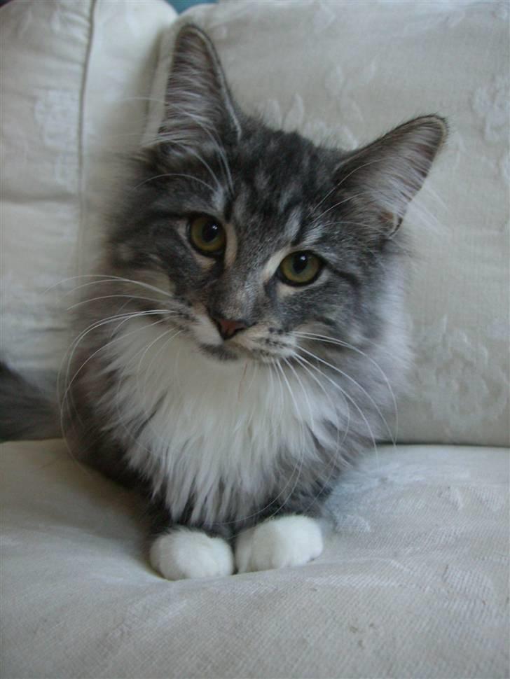 Norsk Skovkat *Cayica's Cholena Adsila - 20 uger gammel.. billede 7