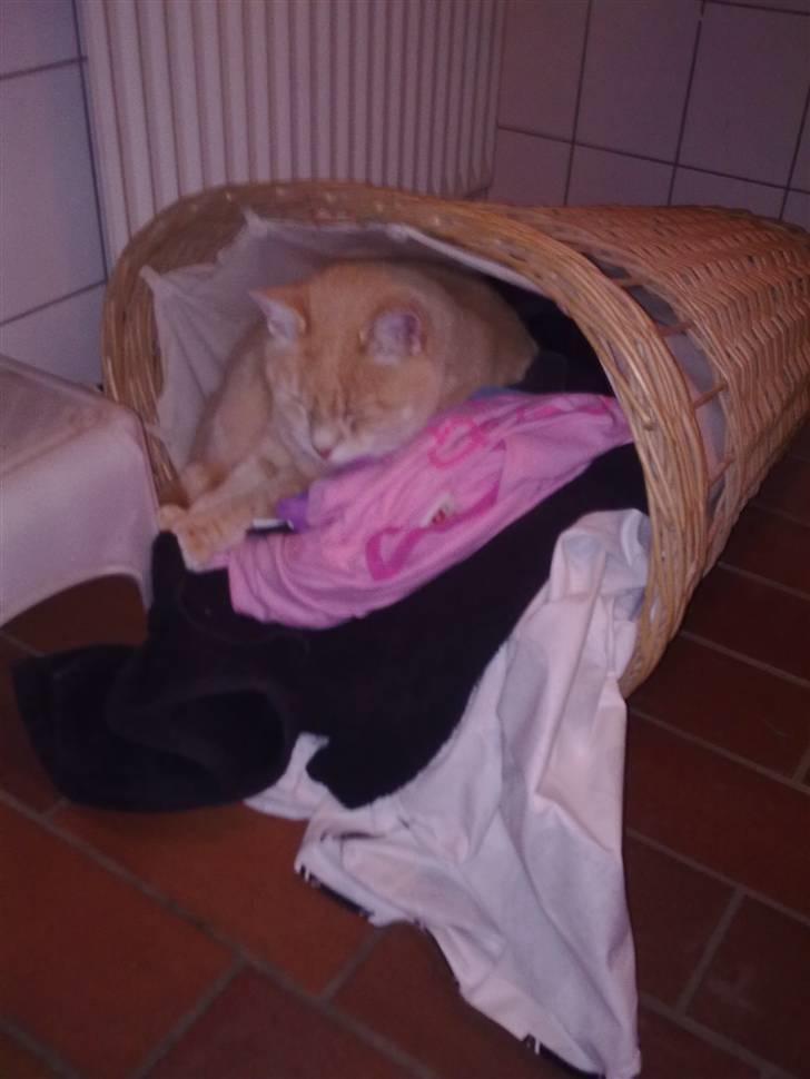 Huskat garfield RIP billede 4