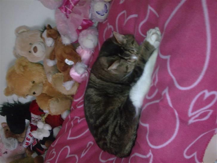 Huskat  R.I.P cæsar billede 1