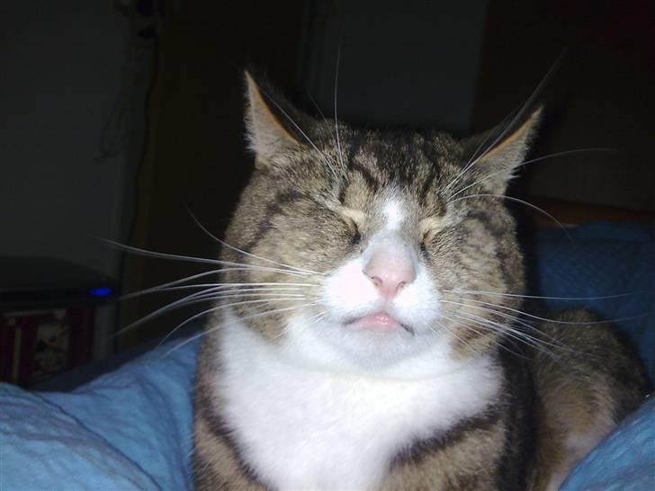 Huskat  R.I.P cæsar billede 2