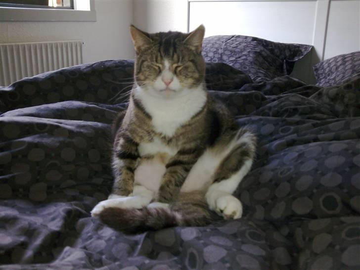 Huskat  R.I.P cæsar billede 3