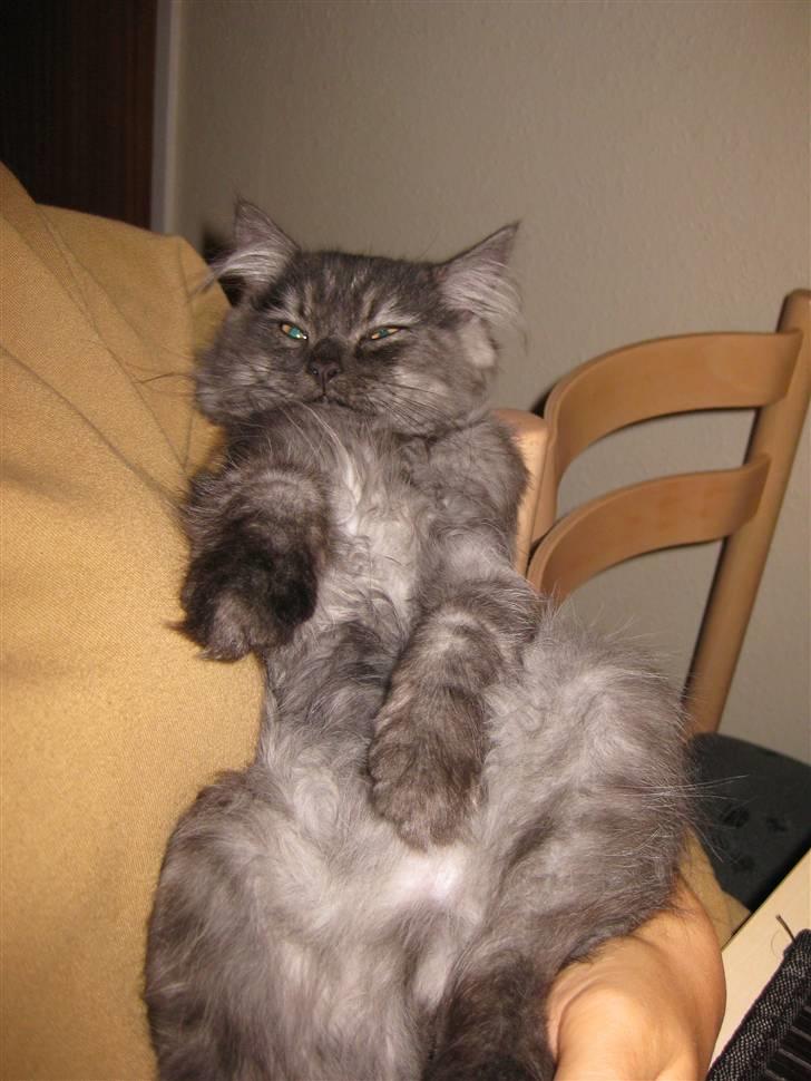 Blanding af racer Manze - Feder den i min arm billede 8