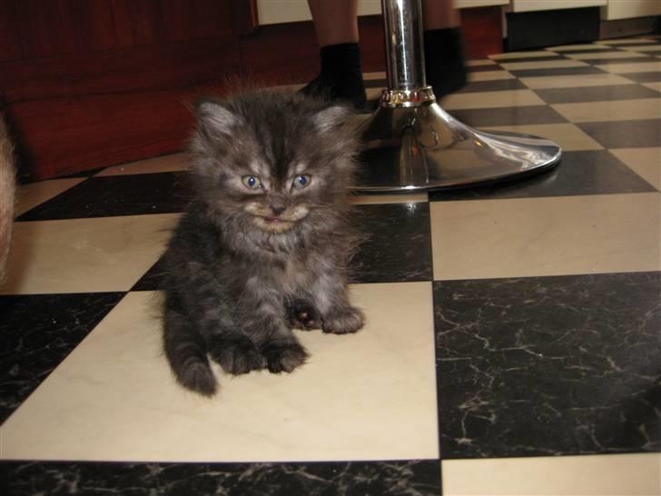 Blanding af racer Manze - Manze da han var lille. billede 9