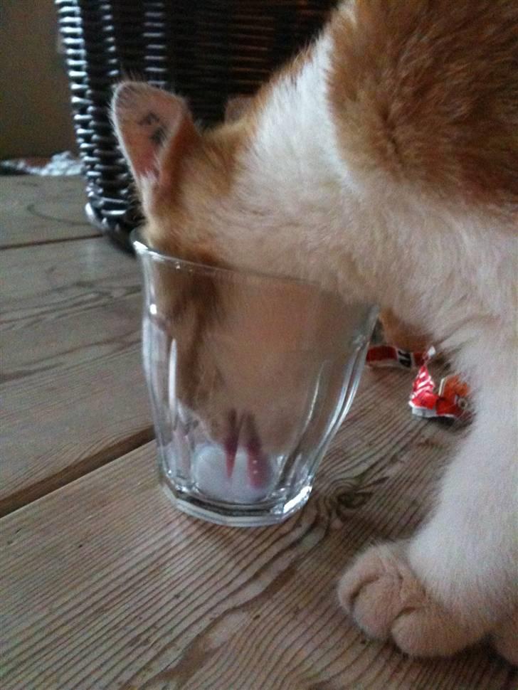 Huskat Joe billede 11