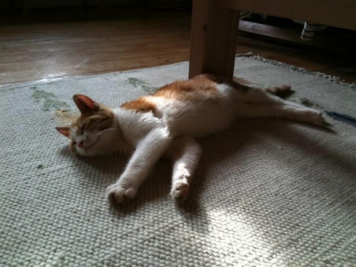 Huskat Joe billede 12