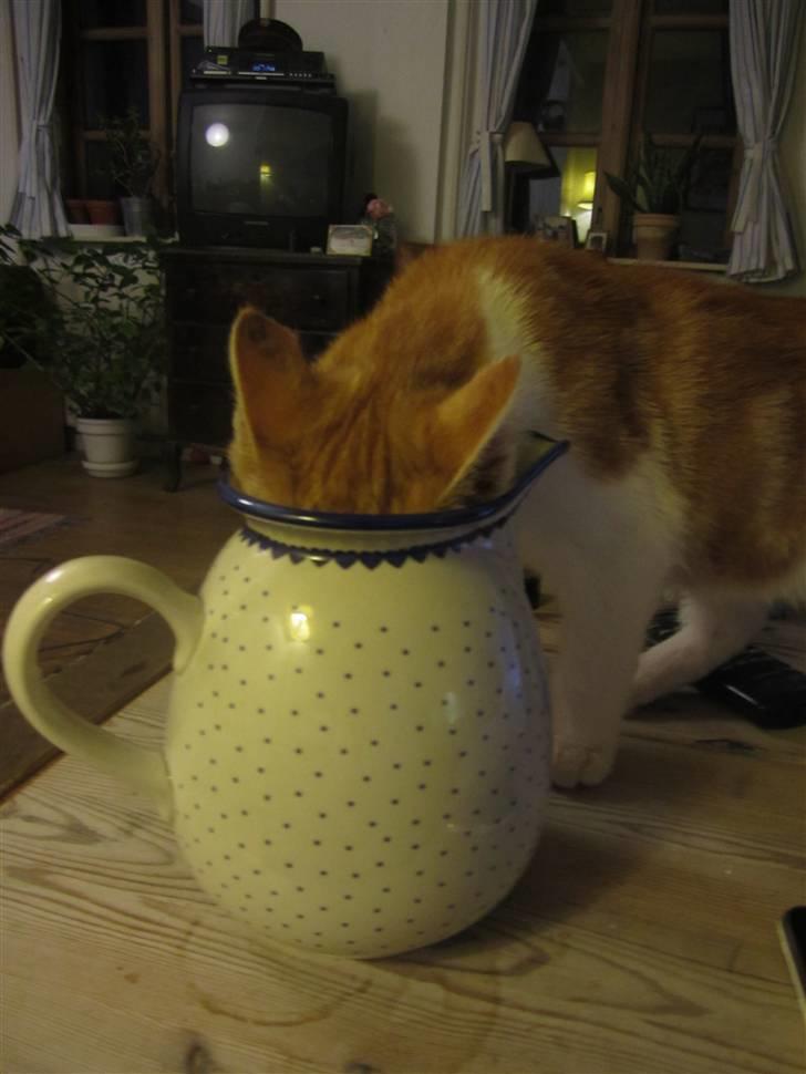 Huskat Joe billede 13