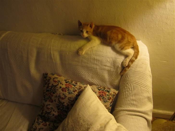 Huskat Joe billede 14