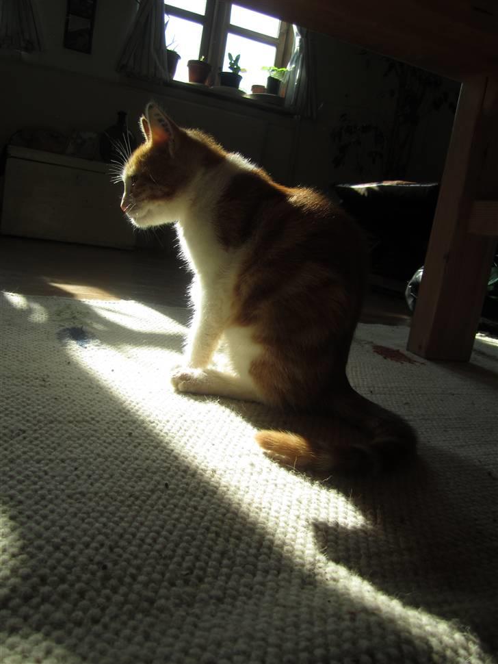 Huskat Joe billede 15