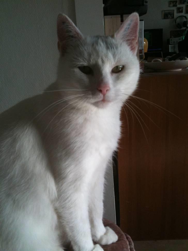 Huskat Perle billede 8