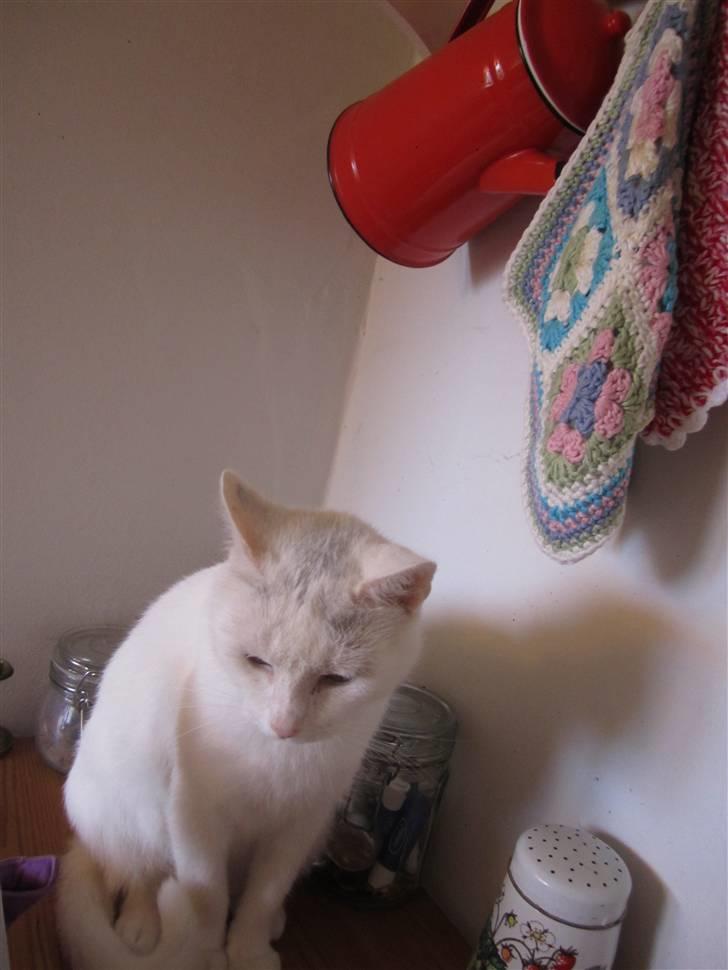 Huskat Perle billede 9