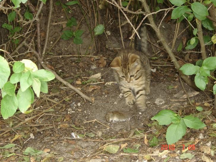 Huskat Hugo-Bugo<3 SOLGT billede 13