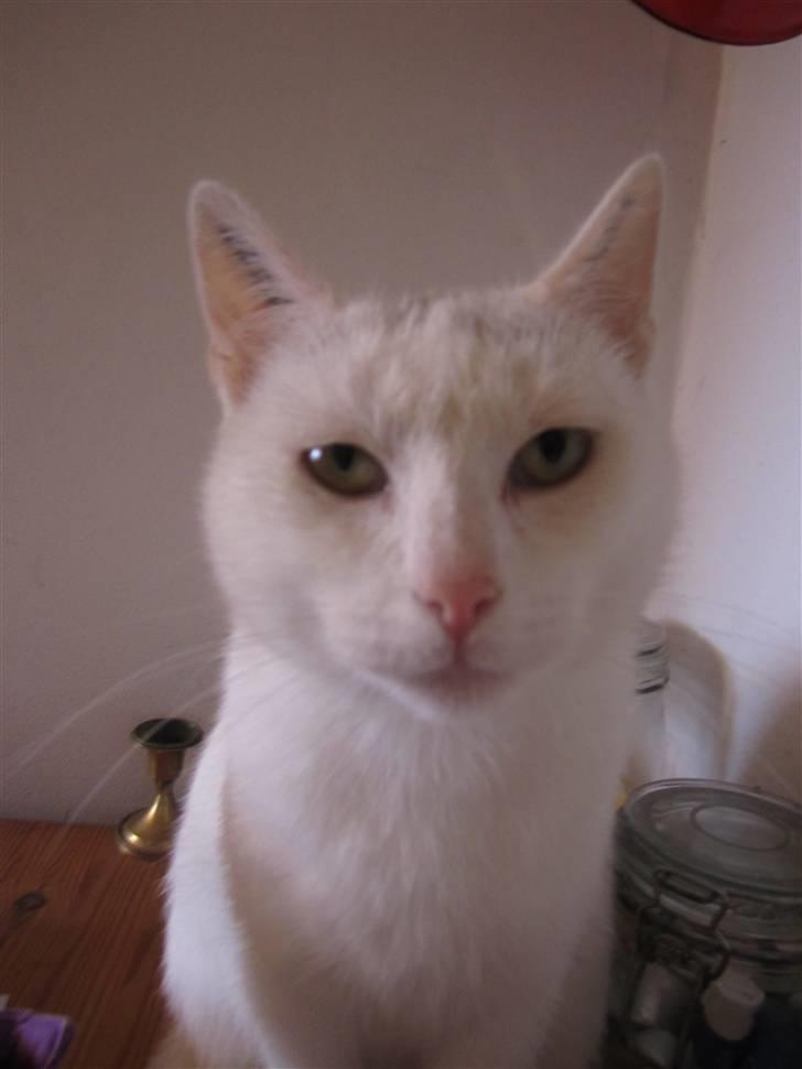 Huskat Perle billede 10